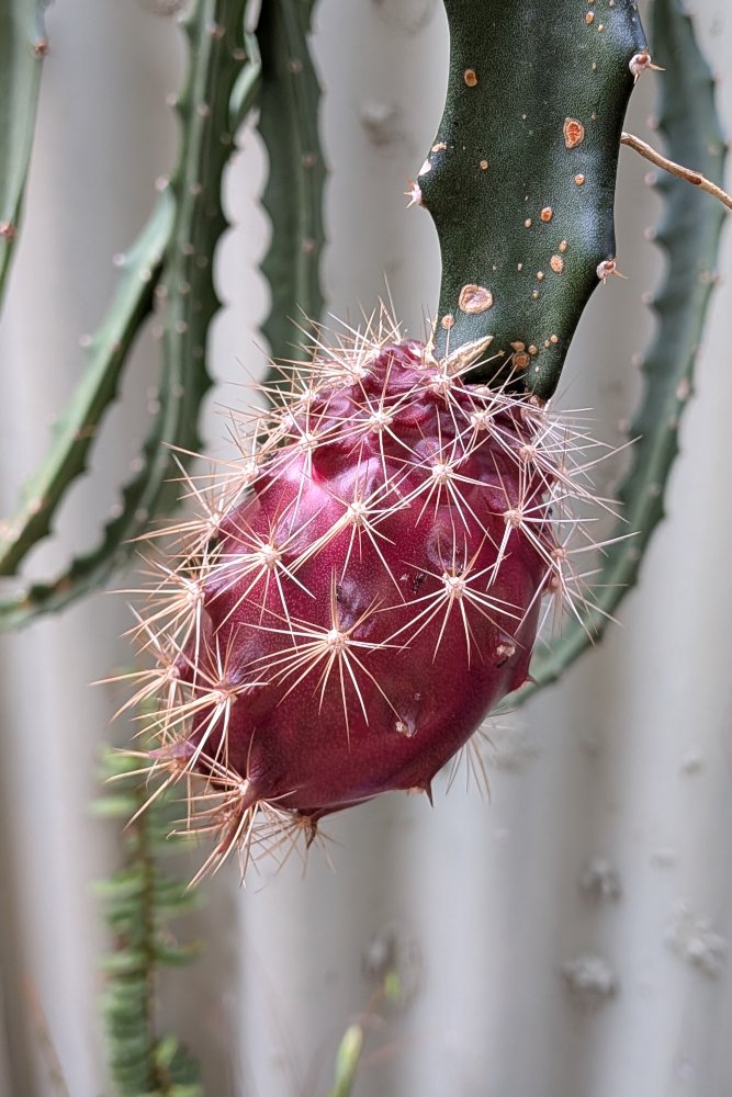 Ripening fruit